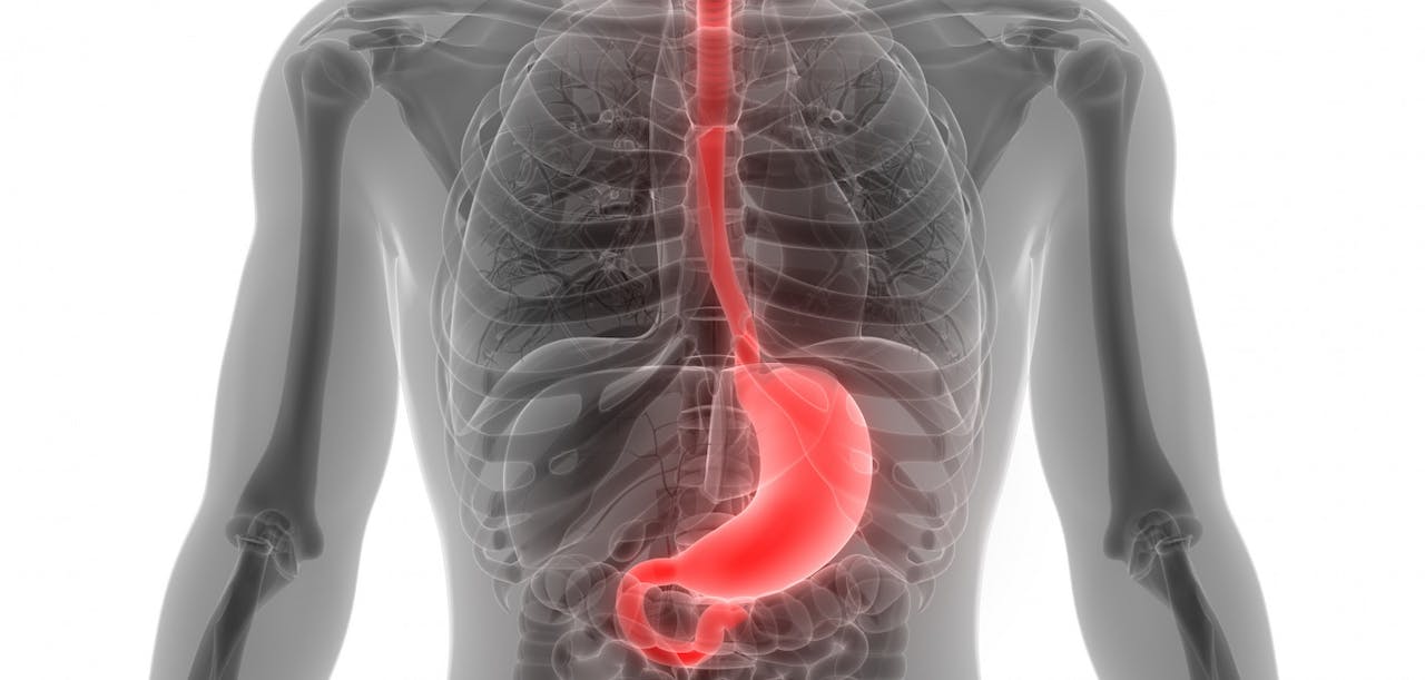 Las 12 partes del sistema digestivo (características y funciones)