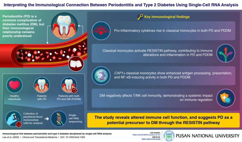 Researchers reveal how diabetes weakens gum defense