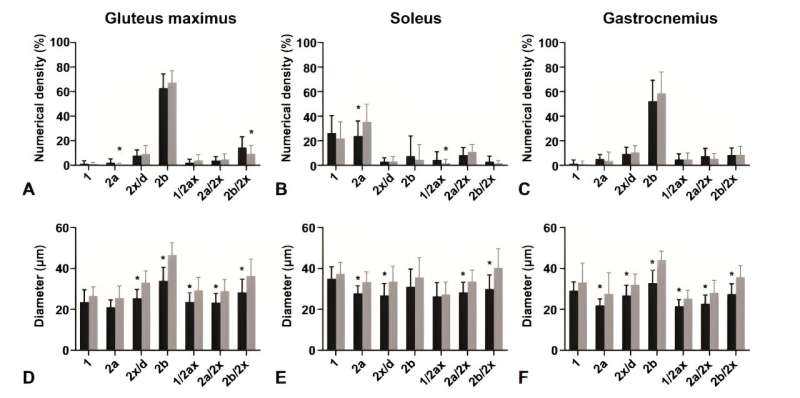 How Type 1 Diabetes Alters Muscle Structure and Blood Supply?