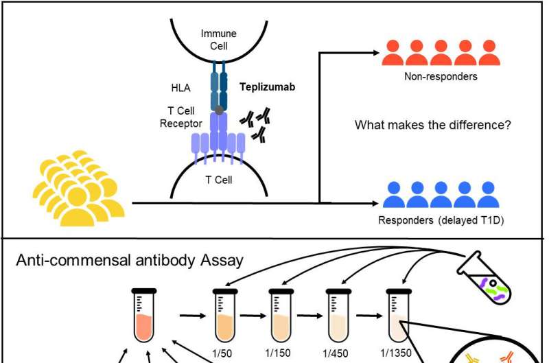 Gut microbes may determine patients' response to a drug that delays onset of type 1 diabetes