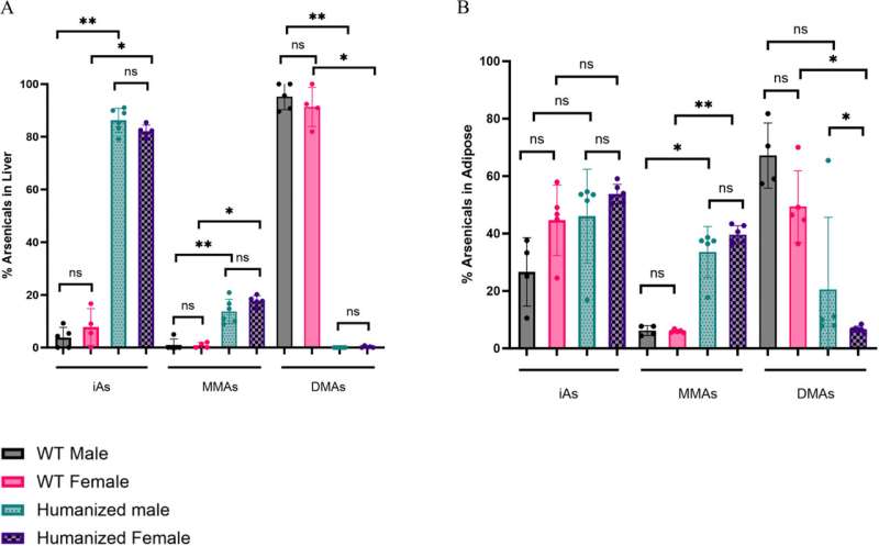 Humanized mice reveal arsenic may raise diabetes risk only for males