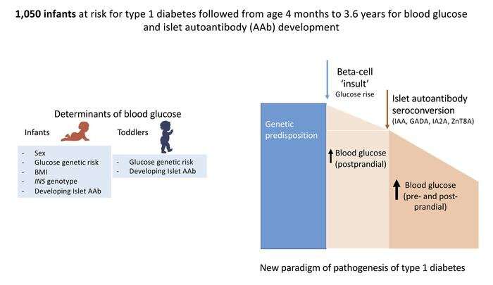 Type 1 diabetes: New findings on the development of the autoimmune disease in children 