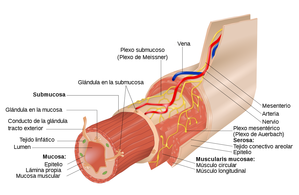 Gastroenteritis: tipos, causas, síntomas y tratamiento