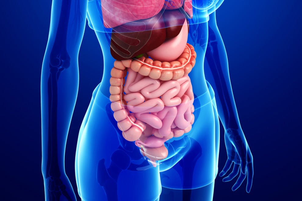 Las 12 partes del sistema digestivo (características y funciones)