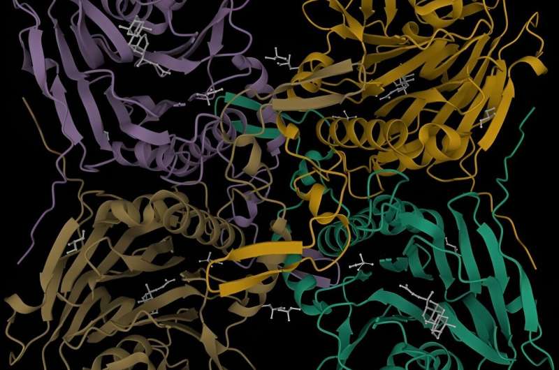 A 3D rendering of the enzyme bile salt hydrolase, or BSH. In a testament to land-grant collaboration, researchers at Michigan State University and Pennsylvania State University teamed up to reveal the different critical roles BSH plays in our microbiome, leading to two papers published simultaneously in Nature. Credit: M. Rossocha et al (2005) Biochem. 44: 5739-5748. This image is available under a CC-BY-4.0 license.