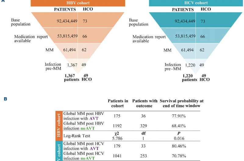 The effect of antiviral treatment in hepatitis C virus- and hepatitis B virus-infected multiple myeloma cohorts. (A) Study design and flowchart of hepatitis B virus (HBV)+ (orange) and hepatitis C virus (HCV)+ (blue) cohorts. A total of 1,367 (HBV+) or 1,192 (HCV+) patients from 49 out of the 73 health care organizations (HCO) of the TriNetX network were included in the cohort of patients diagnosed with multiple myeloma (MM) after HBV or HCV infection. Anti-viral treatments (AVT) were tenofovir disoproxil, lamivudine, peginterferon alfa-2a, interferon alfa-2b, tenofovir alafenamide, entecavir. Anti-HCV treatments were elbasvir, grazoprevir, glecaprevir, pibrentasvir, sofosbuvir, velpatasvir, voxilaprevir, or combinations of these drugs. (B) Survival analysis of the HBV+ and HCV+ cohorts. Number of patients and log-rank test in each cohort, with outcome and survival probability at the end of time window in HBV or HCV cohorts. df: degree of freedom. (C) Kaplan-Meier plots comparing overall survival since the time of MM diagnosis of patients with HBV or HCV infection who received AVT (purple) or not (green). Since no differences in age or sex among groups of AVT treated versus untreated patients were observed, analyses were performed without propensity score matching (HBV+ patients: P=0.270; HCV+ patients: P=0.466). Credit: Haematologica (2023). DOI: 10.3324/haematol.2023.283096