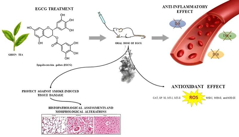 Credit: Molecules (2023). DOI: 10.3390/molecules28227502