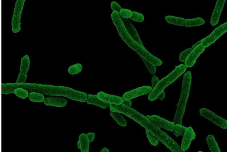 Electron micrograph of Segatella copri (strain HDD04). Credit: HZI/Mathias Muesken