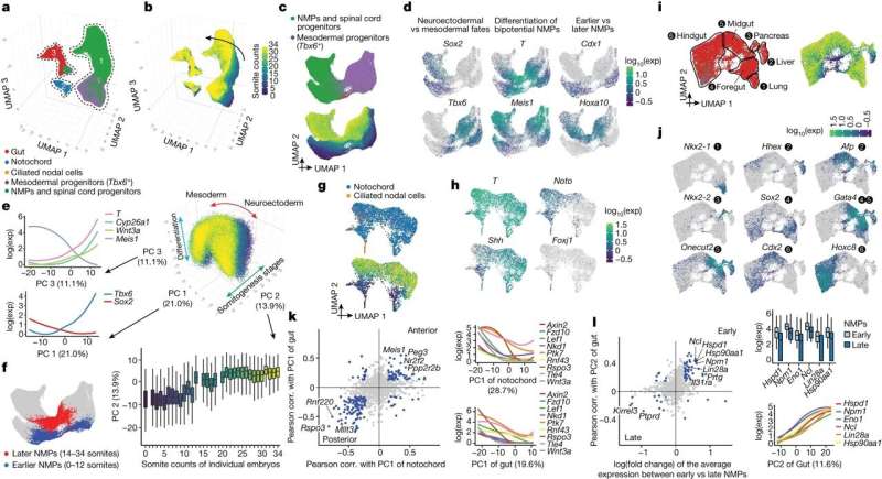 Transcriptional heterogeneity in the posterior embryo during early somitogenesis. a, Re-embedded 3D UMAP of 121,118 cells from selected posterior embryonic cell types at early somitogenesis (somite counts 0–34; E8–E10). Three clusters are identified. b, The same UMAP as in a, colored by somite counts. c, Re-embedded 2D UMAP of cells from cluster 1. d, The same UMAP as in c, colored by marker gene expression for NMP subpopulations (Supplementary Table 12). Exp, expression. e, 3D visualization of the top three principal components of gene expression variation in cluster 1. Correlations between top three principal components and the normalized expression of selected genes (left) or somite counts (bottom). f, The same UMAP as in c, with earlier (n = 4,949 cells) and later (n = 3,910 cells) NMPs highlighted. NMPs: T+, (raw count ≥ 5) and Meis1− (raw count = 0). g, Re-embedded 2D UMAP of cells from cluster 2. h, The same UMAP as in g, colored by marker gene expression for notochord or ciliated nodal cells (Foxj1+). i, Re-embedded 2D UMAP of cells from cluster 3. Black circles highlight gut cell subpopulations. j, The same UMAP as in i, colored by marker gene expression for gut cell subpopulations (Supplementary Table 12). k, Left, Pearson correlation (corr.) with PC1 of notochord or gut for highly variable genes. Right, gene expression of selected Wnt signaling genes versus PC1 of notochord or gut. l, Left, fold changes between early and late NMPs and Pearson correlation with PC2 of gut are plotted for highly variable genes. Right, gene expression of selected genes (several MYC targets, Lin28a and Hsp90aa1) versus early and late NMPs or PC2 of gut. In c,g,i, cells are colored by either initial annotations or somite counts. Box plots in e (n = 98,545 cells) and l (n = 8,859 cells) represent inter-quartile range (IQR) (25th, 50th and 75th percentile) and whiskers represent 1.5× IQR. Credit: Nature (2024). DOI: 10.1038/s41586-024-07069-w