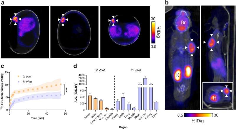 Comparison of in ovo and in vivo 18F-FDG PET/CT imaging. a Representative in ovo 18F-FDG PET/CT images 40–60 min p.i.. White arrows indicate the tumor. b Representative in vivo sagittal, coronal and axial (insert) 18F-FDG PET/CT images 40–60 min p.i.. White arrows indicate the tumor. Br, brain; H, heart; K, kidney. c Comparison of in ovo and in vivo 18F-FDG tumor pharmacokinetics. d In ovo and in vivo healthy and tumor tissue 18F-FDG uptake, expressed as the area under the TAC. Data is expressed as the mean plus standard deviation. n = 7 eggs, n = 9 mice. ***, p &lt; 0.001. Credit: npj Imaging (2023). DOI: 10.1038/s44303-023-00001-3