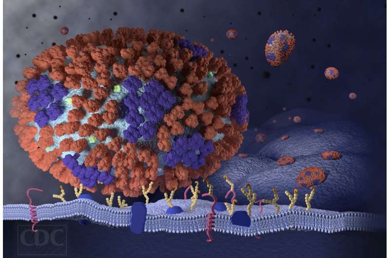 This image illustrates the very beginning stages of an influenza (flu) infection in the respiratory tract. Credit: CDC