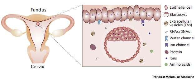 The biology of uterine fluid: How it informs the fetus of mom's world 