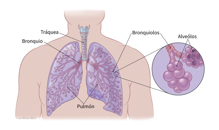 Las 7 partes de los pulmones (y sus funciones)