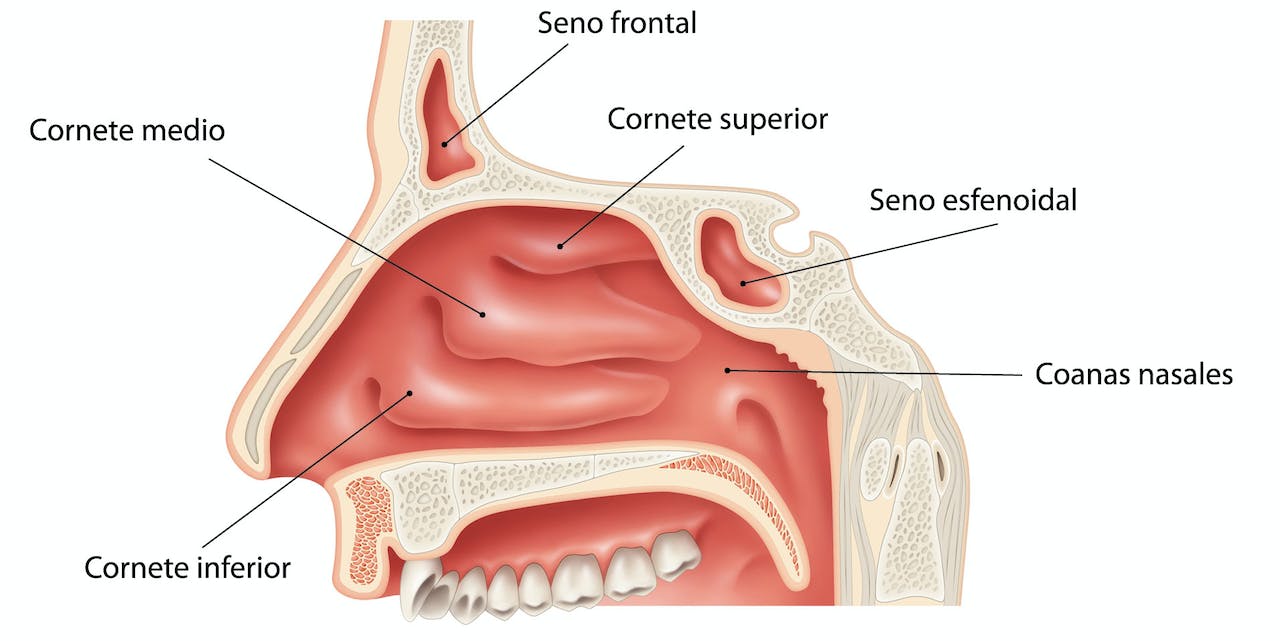 Las 12 partes del sistema respiratorio (características y funciones)