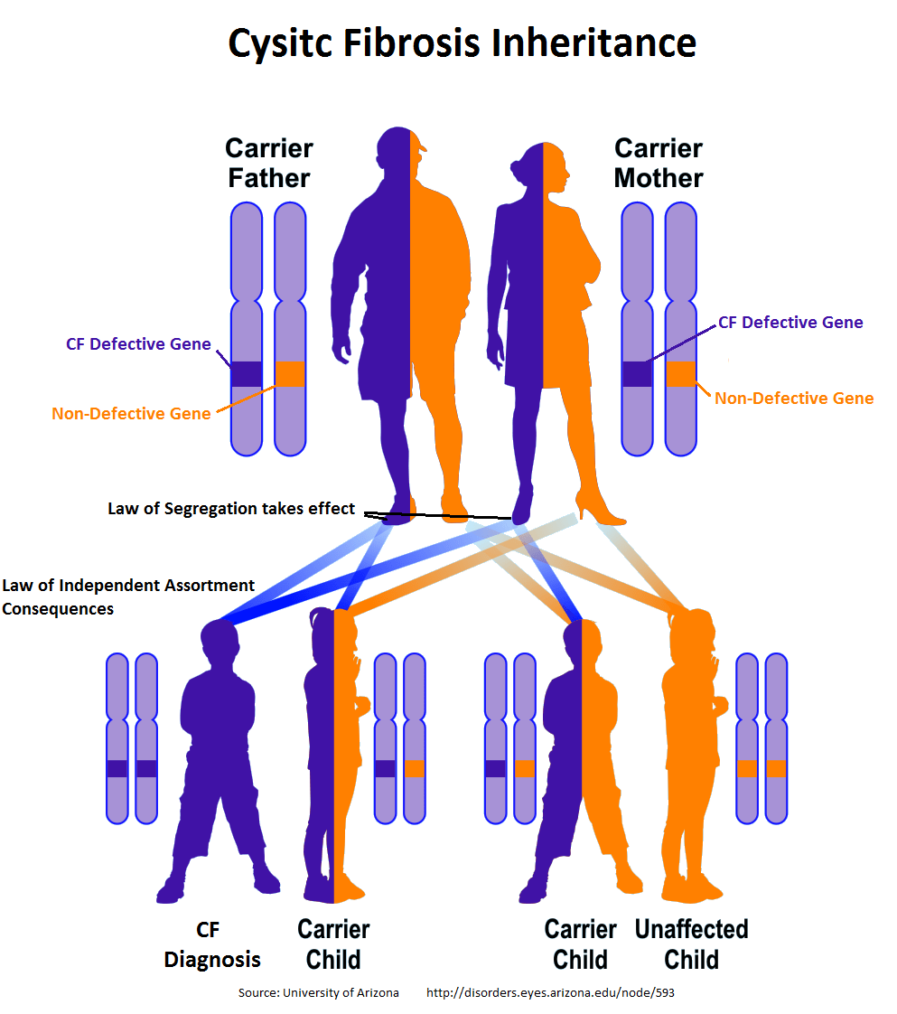 Fibrosis quística: causas, síntomas y tratamiento