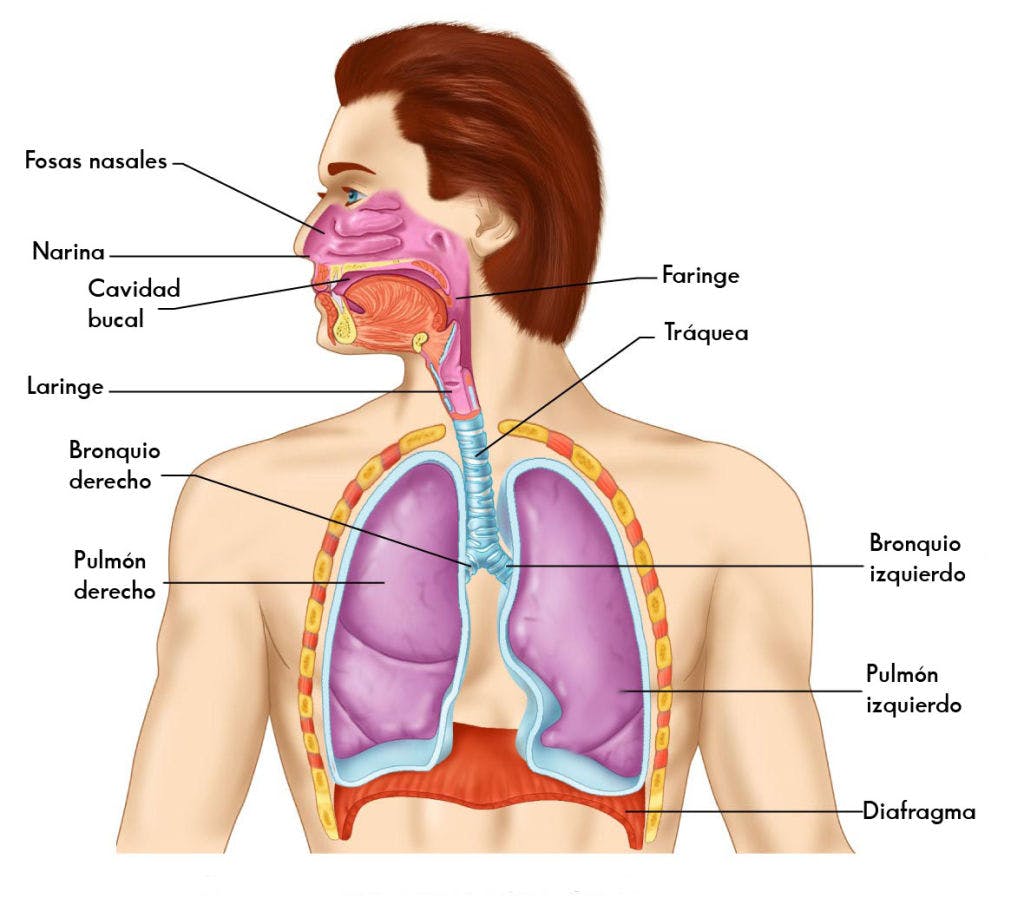 Las 12 partes del sistema respiratorio (características y funciones)