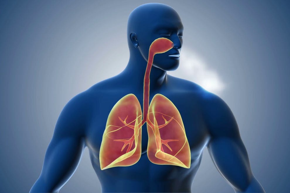 Las 12 partes del sistema respiratorio (características y funciones)