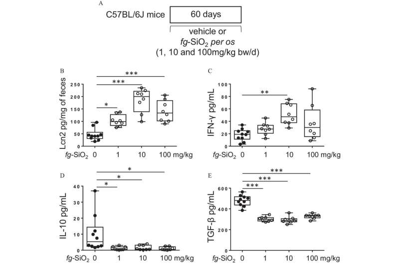 Intestinal immune response in mice after oral exposure to food-grade SiO2. (A) The protocol for testing the effects on intestinal immune response of daily exposure of C57BL/6J mice to the vehicle (water) or to the food-grade SiO2 (fg-SiO2; 1, 10, or 100mg/kg BW/d) through gavage. (B) Fecal lipocalin-2 (Lcn2) levels in mice orally exposed to food-grade SiO2 (fg-SiO2) (n=8 mice per group) or to the vehicle (n=10) for 60 d. (C–E) Amounts of γIFN-γ (C), IL-10 (D), and βTGF-β (E) secreted by mesenteric lymph node cells from mice orally exposed to fg-SiO2 (n=8 mice per group) or to the vehicle (n=10) for 60 d. The data are expressed as median with interquartile range and whiskers extending from minimum to maximum ± SEM. *p&lt;0.05; **p&lt;0.01; ***p&lt;0.001 by one-way ANOVA and post hoc Tukey test. Data behind graphs are reported in Table S4. Note: ANOVA, analysis of variance; BW, body weight; γIFN-γ, interferon gamma; IL-10, interleukin 10; SEM, standard error of the mean; βTGF-β, transforming growth factor beta. Credit: Environmental Health Perspectives (2024). DOI: 10.1289/EHP12758