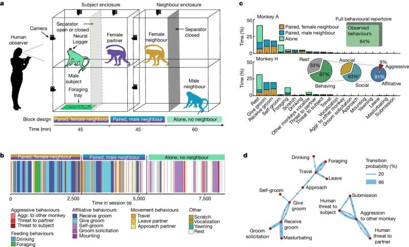 How social behavior is encoded in the monkey brain during everyday tasks