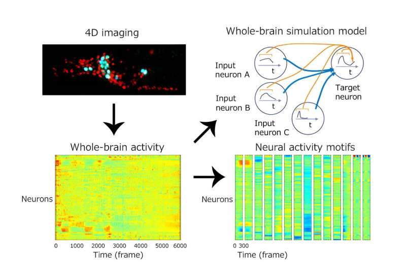 "Noisy" roundworm brains give rise to individuality