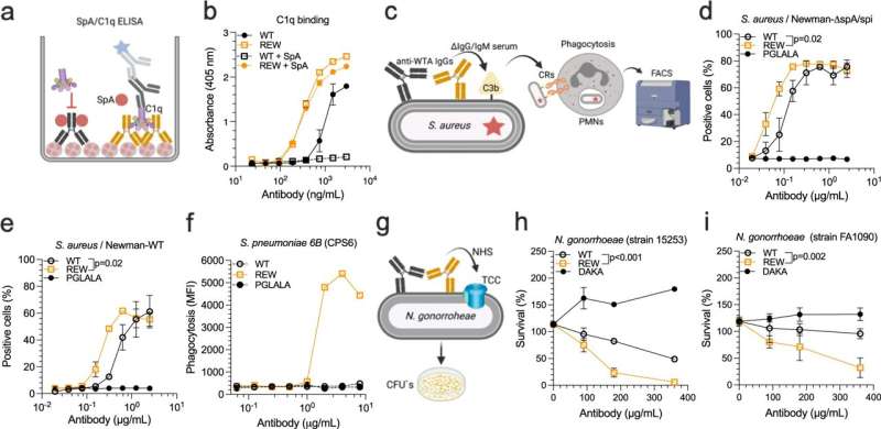 A versatile antibody technology allowing design of long-acting antibodies with tailored target-dependent mode of actions