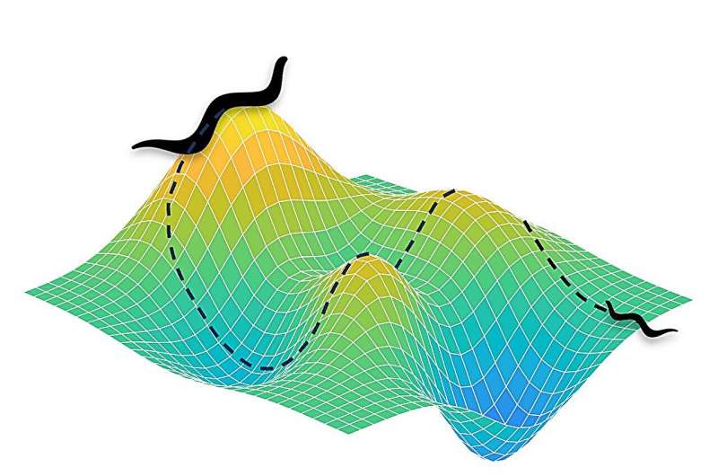 A new model to predict brain development