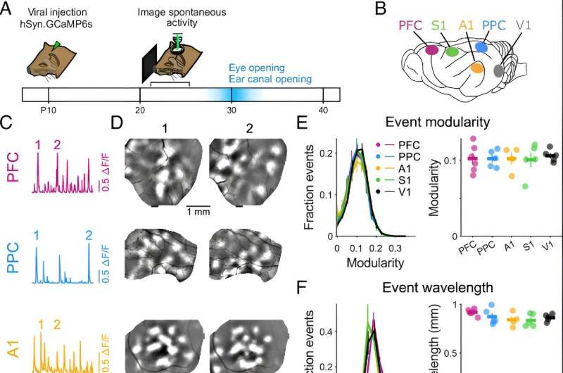 Study reveals shared blueprint in brain development across different functional areas