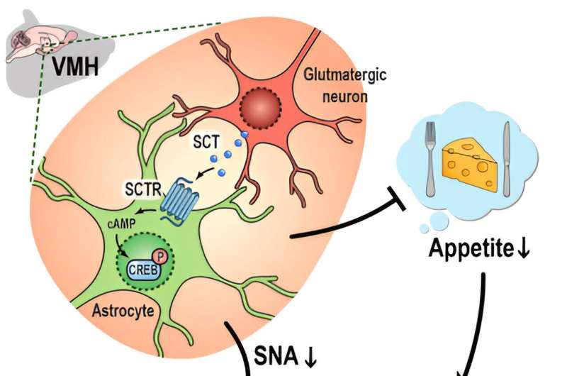 Scientists unveil significant discovery with potential impact on obesity and osteoporosis treatments