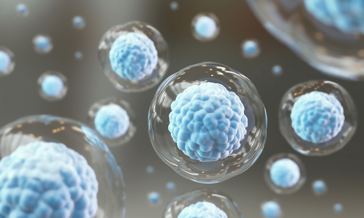 Decoding stem cells for personalised regenerative medicine 
