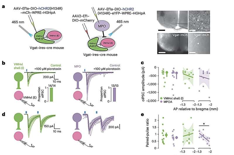 Neural mechanisms involved in the progression from aggressive motivation to action