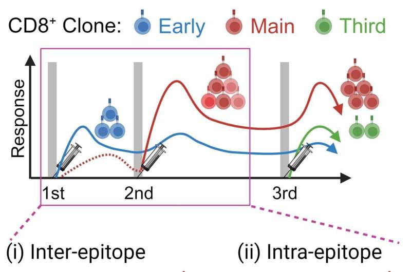 Optimizing boosters: How COVID mRNA vaccines reshape immune memory after each dose  