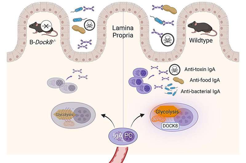 Study uncovers novel mechanisms behind food allergies 