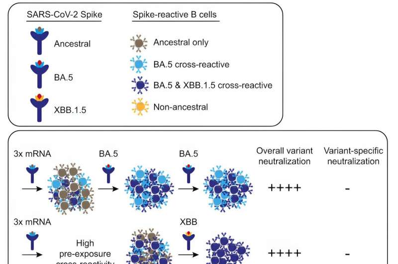 Initial SARS-CoV-2 vaccinations prime immune cells to respond to subsequent variants, study finds 