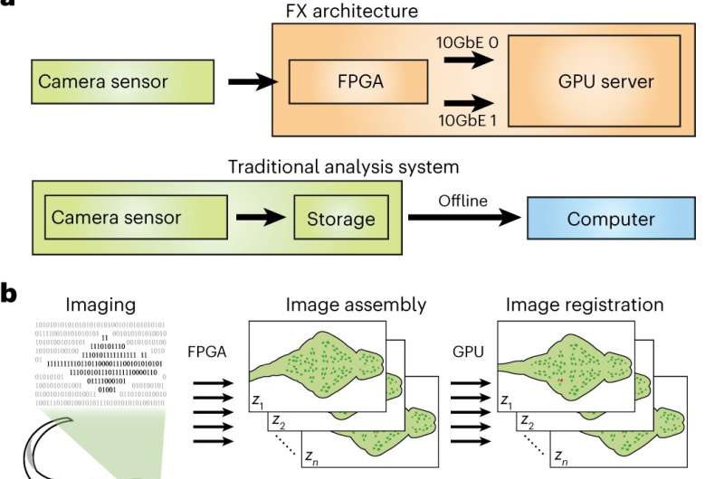 Analysis of large-scale neuronal imaging enables closed-loop investigation of neural dynamics