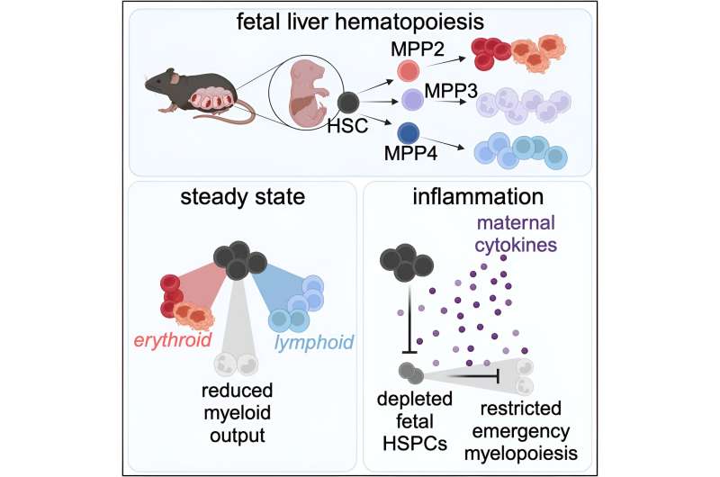 Exploring why some newborns develop severe infections 