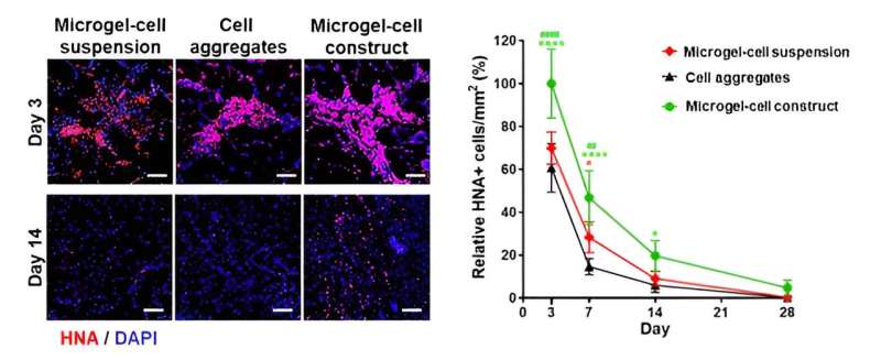 Developing a stem cell therapy to prevent amputations from critical limb ischemia