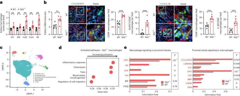 Blood mutations increase risk for acute kidney injury, says study