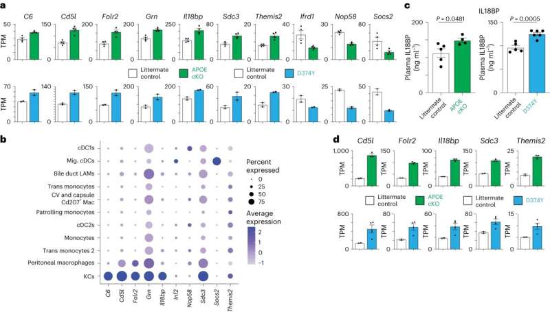 Exploring how the liver immune system eats up 'bad cholesterol'