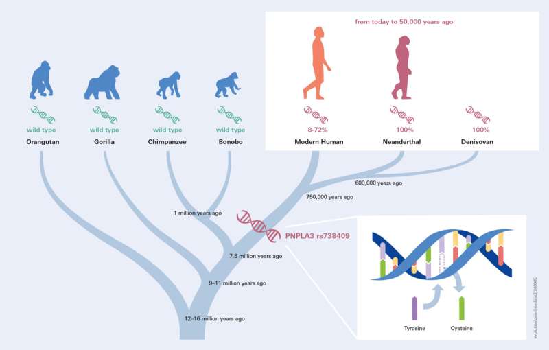 What archeogenetics tells us about liver steatosis in ancient and modern humans