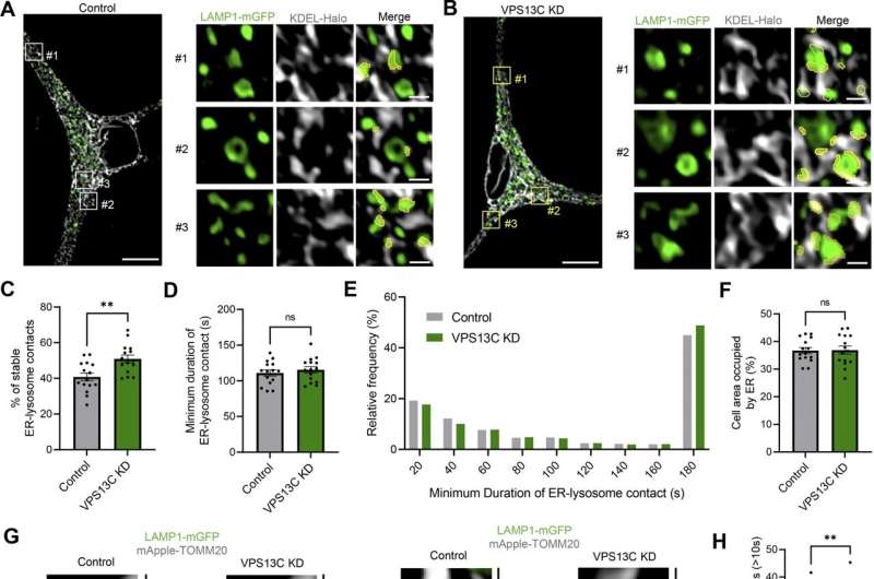 Mutation provides insights into mechanisms of neurodegeneration in Parkinson's disease