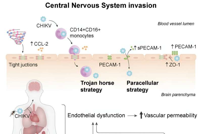 Multiple organ attack and immune dysregulation: Study reveals how the chikungunya virus leads to death 