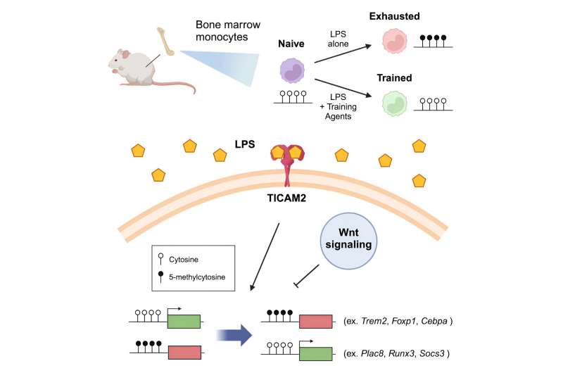 Novel discovery may benefit severe immune conditions