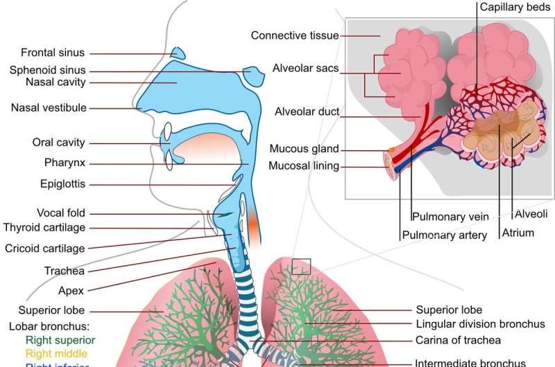 Study shows important role gut microbes play in airway health in persons with cystic fibrosis 