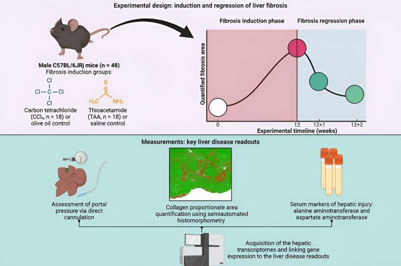 New insights could improve treatment of liver fibrosis