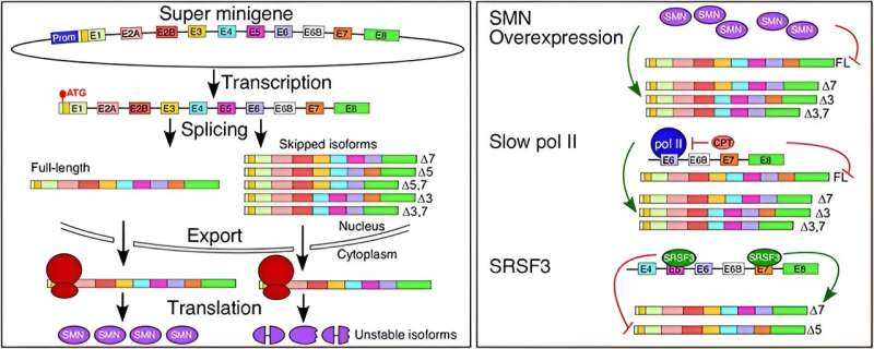 First-of-its-kind super minigene to boost spinal muscular atrophy research