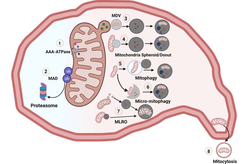 Understanding chronic liver disease through the powerhouse of the cells