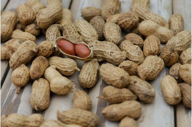 Can boiled peanuts help cure peanut allergies? 