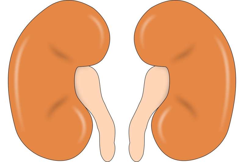 kidney