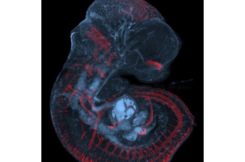 Right light on the mother's belly may be important to the foetus