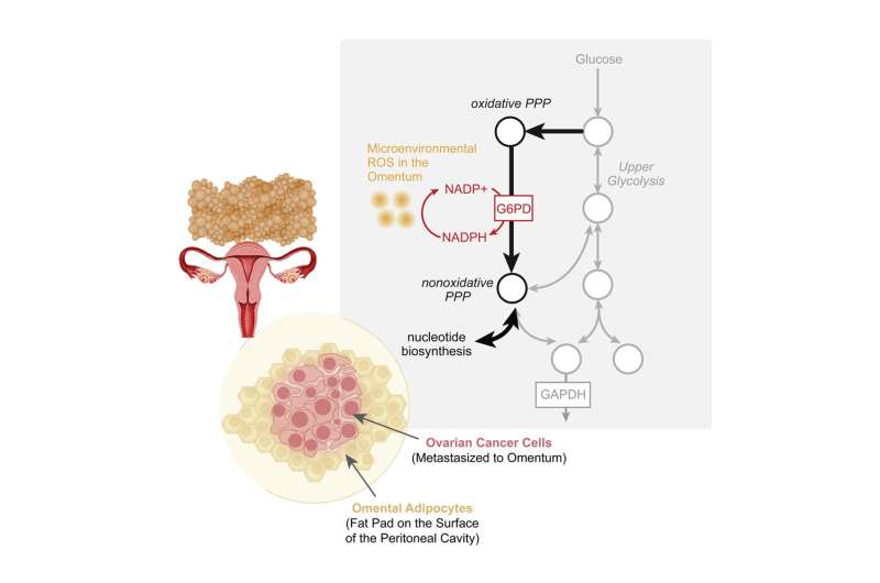 Ovarian cancer in the fatty omentum: Metabolic enzyme's key role in tumor metastasis